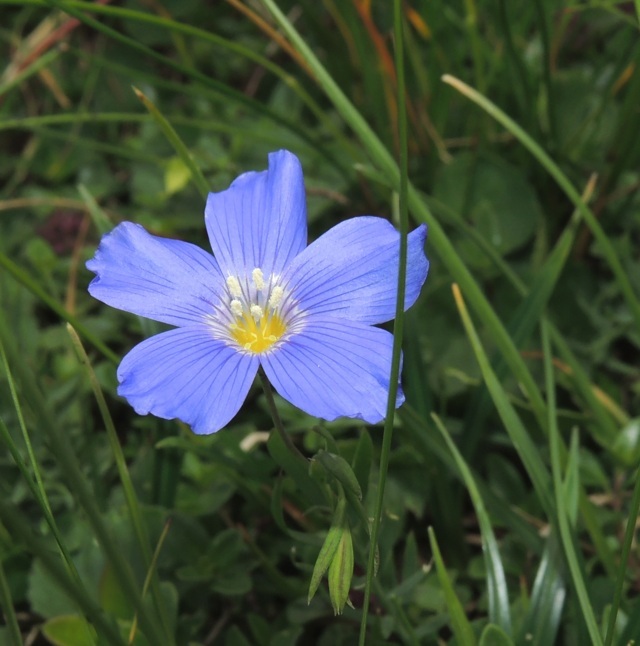 Fiori